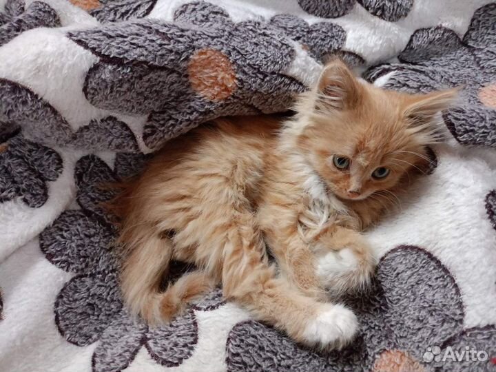 Рыжий котенок