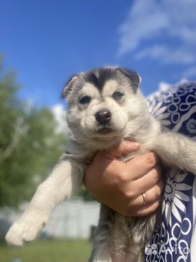 Продам щенка хаски