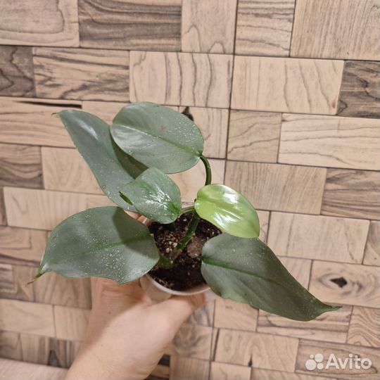 Филодендрон хастатум