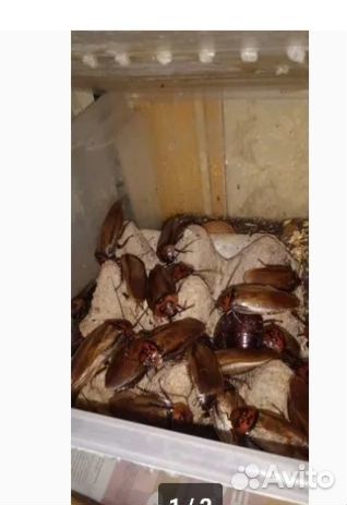 Тараканы оранжевоголовые и мраморные