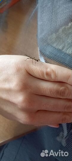 Палочник Lamponius guerini