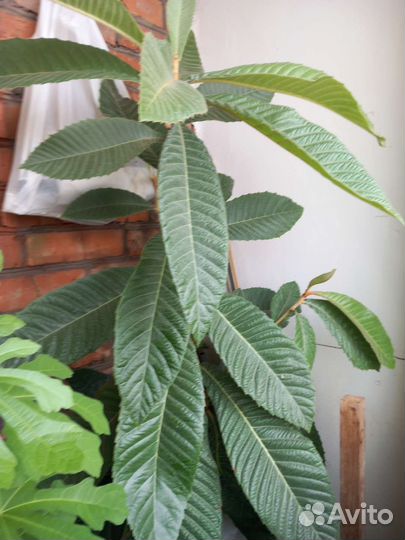 Мушмула германская