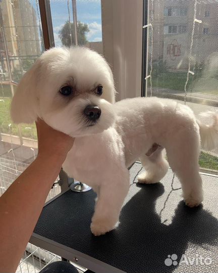 Стрижка собак