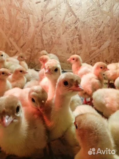 Цыплята, индюшата, утята