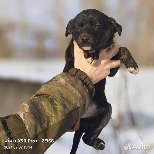 Собака щенок девочка Чернышка