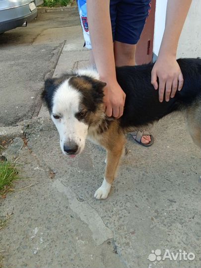 Собака в добрые руки