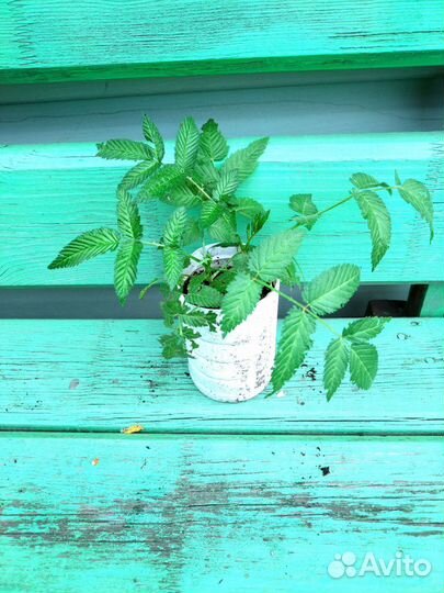 Саженцы Тибетской малины