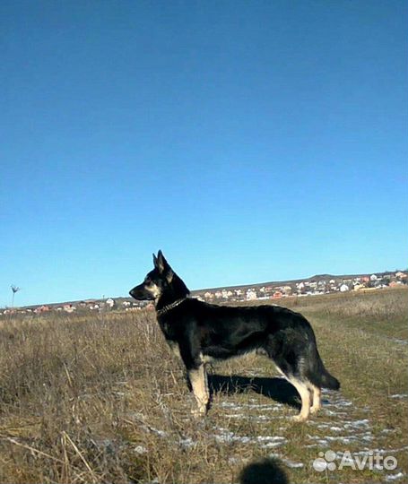 Восточноевропейская овчарка вязка