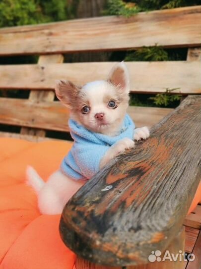 Чихуахуа мальчик с фото