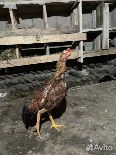 Бойцовая птица