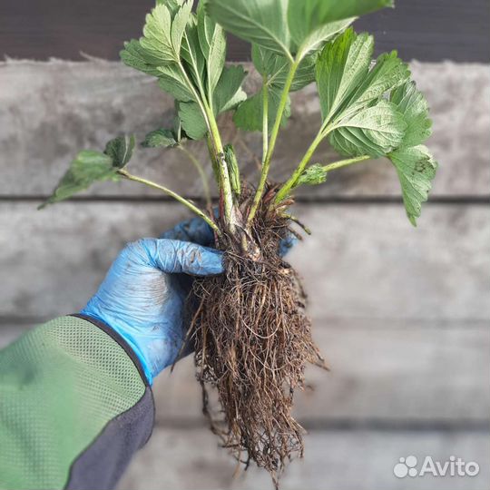 Рассада сортовой клубники