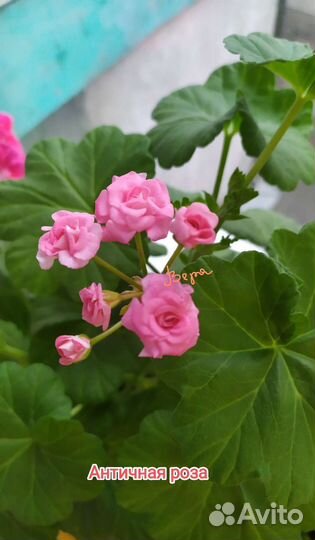 Герани и пеларгонии (сорт античная роза)