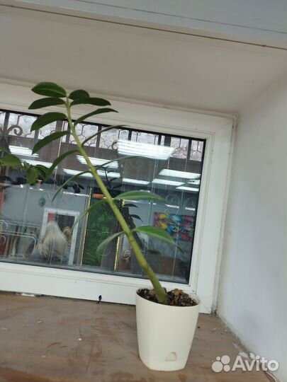 Замиокулькас