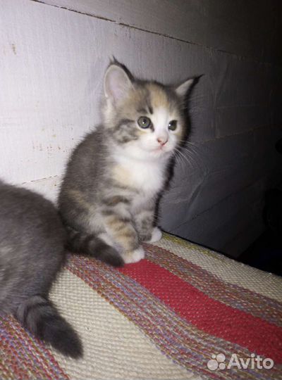 Кошка в дар бесплатно