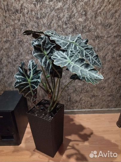 Продам цветы комнатные