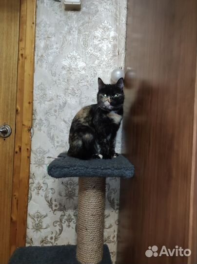 Кошка в дар