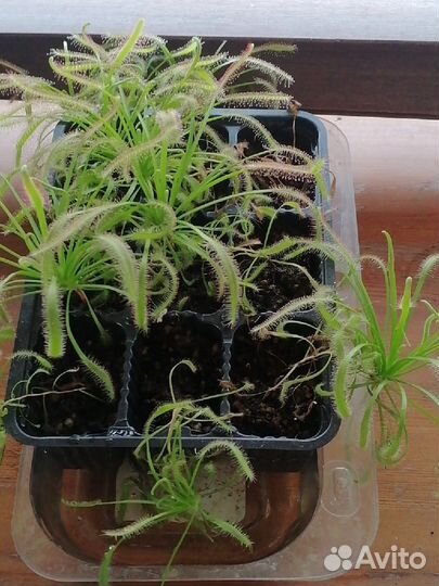 Росянка капская