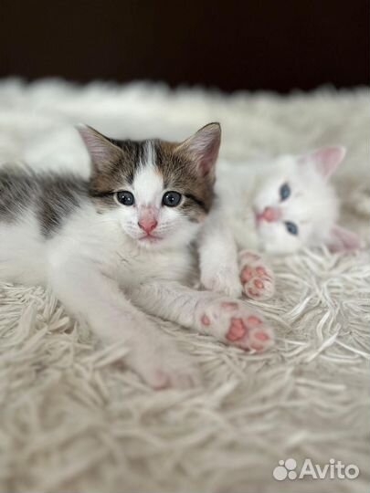 Кошка в дар бесплатно