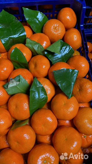 Овощи фрукты