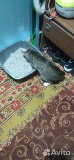 Кот в добрые руки