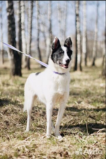 Молодой Мустанг страдает в приюте