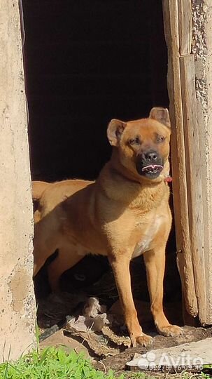 Собака в добрые руки отдам бесплатно