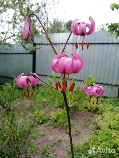 Лилейник. лилия Саранка, мартагон, азиатка