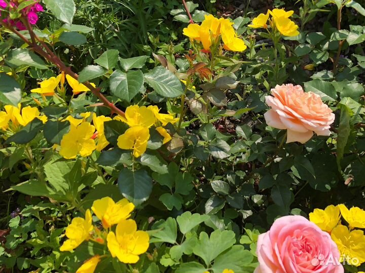 Энотера желтая