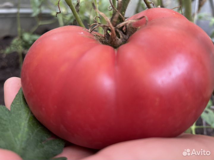 Семена томатов, крупные сорта