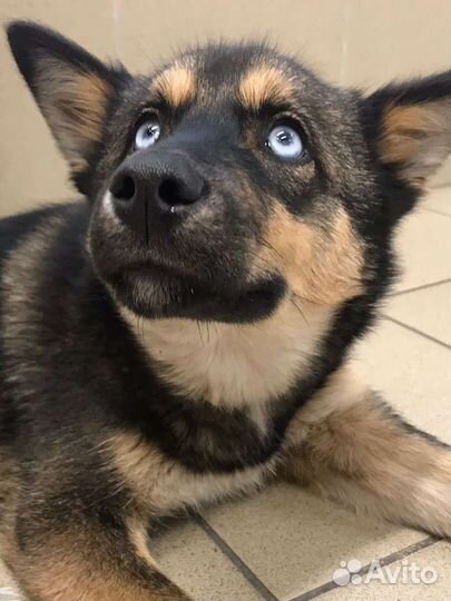 Потерялся пёс. Помогите найдти