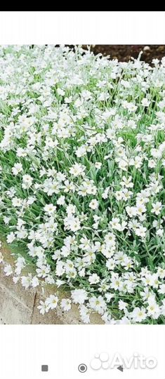 Ясколка войлочная