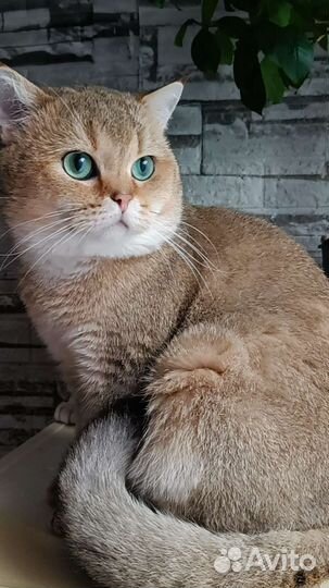 Британский производитель