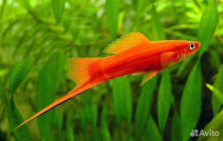 Меченосцы крупные