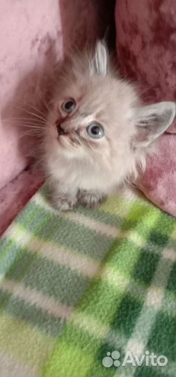 Котята отдам в добрые руки бесплатно