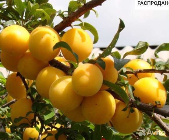 Слива саженцы