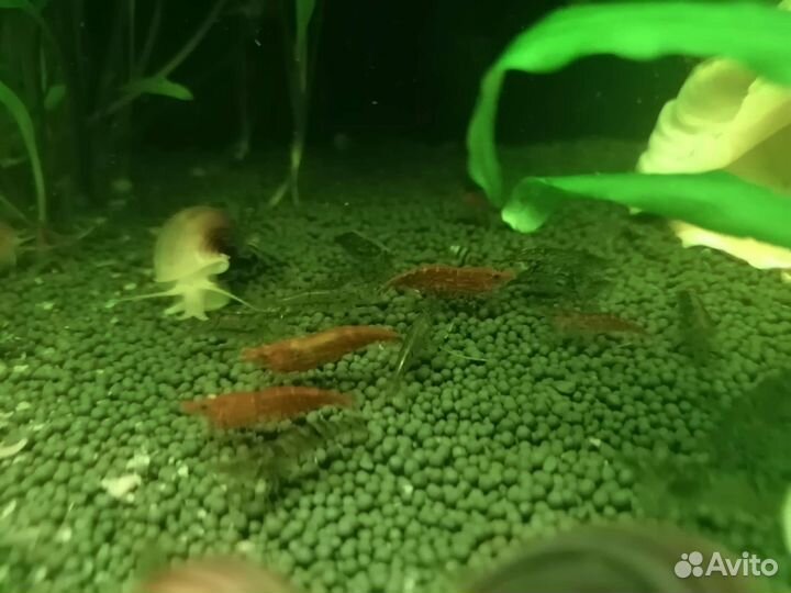 Улитки аквариумные ампулярии, креветки, сомы