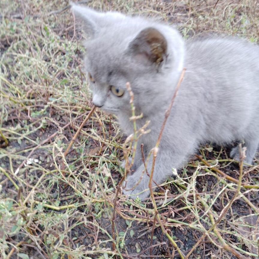 Котёнок, девочка 1,5 месяца