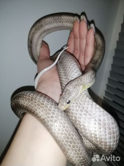 Маисовый полоз самец