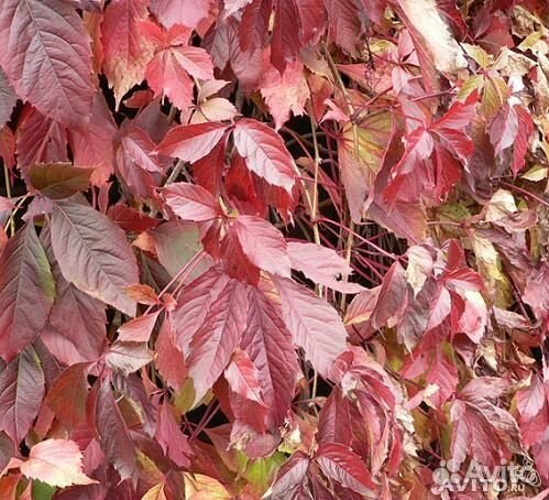 Дикий виноград