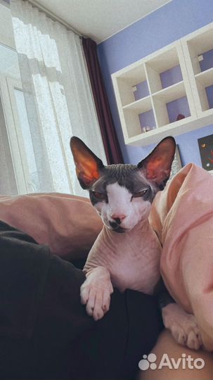 Вязка кошек сфинкс