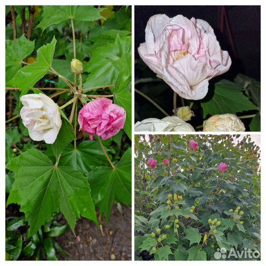 Гибискус изменчивый для улицы и дома