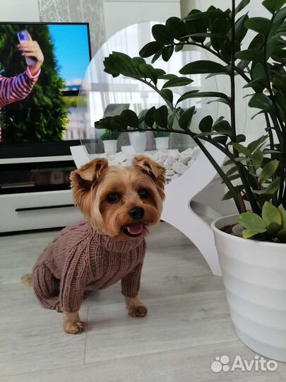 Комбинезон для маленькой собаки