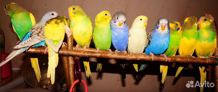 Попугаи волнистые птенцы с клеткой