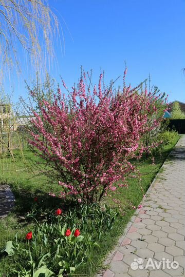 Дейция, Спирея, Ирга, Рябинник, Тархун