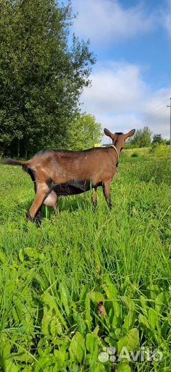 Коза Дойная