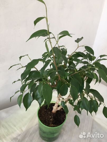 Мелколистный фикус Бенджамина