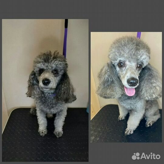 Грумер стрижка собак