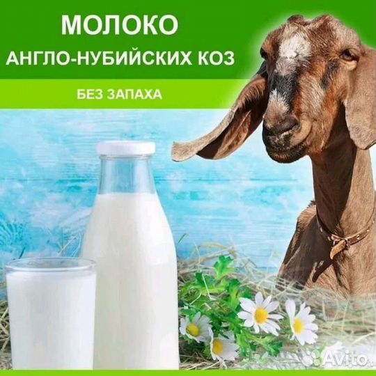 Козье молоко