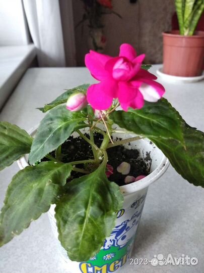 Бальзамин махровый розовый и малиновый