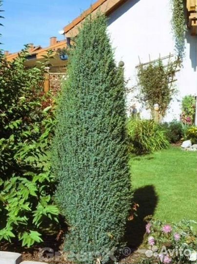 Можжевельник Хиберника